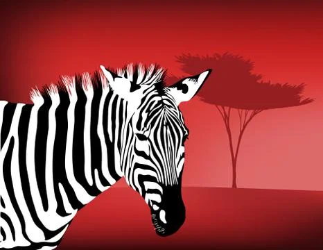 Zebra By an Acacia Tree Stock Illustration