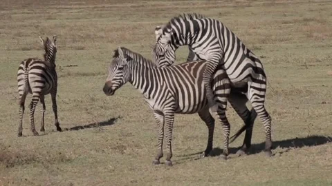 Zebra in Africa Stock-Footage 134177694