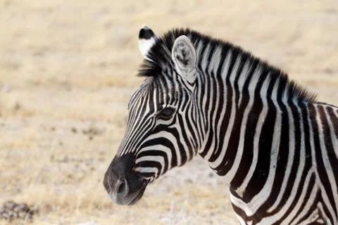 Zebra in african bush Stock Photos