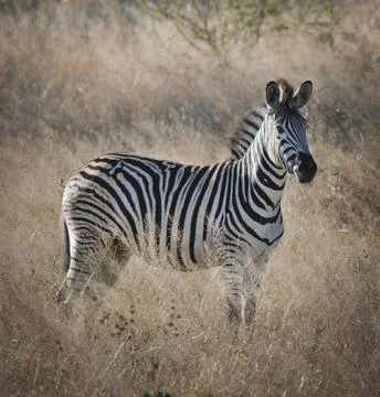 Zebra in the African savannah, Stock Photos