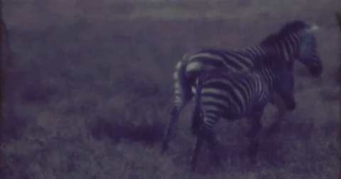 Zebra Afrika 16mm 60s Stock-Footage 45842747