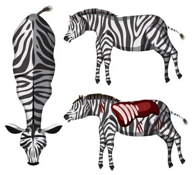 Zebra Anatomy and Patterns Illustration Illustrazione stock
