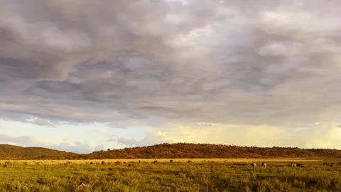 Zebra and antelope grazing at sunset in African landscape 스톡 동영상 333254416