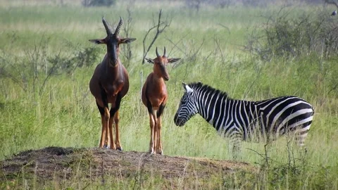 Zebra and antelopes share African savanna grassland, mixed safari wildlife scene Stock Footage 339821234