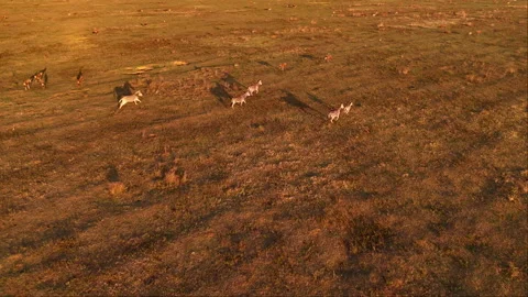 Zebra and blesbuck at sunset run over African landscape, game management. Aerial 스톡 동영상 298293353