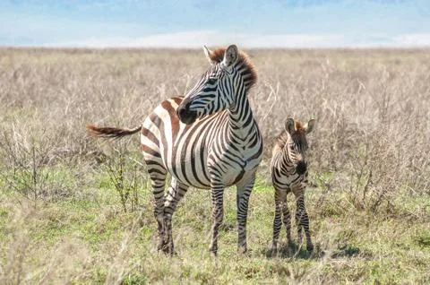 Zebra and foal Stock Photos