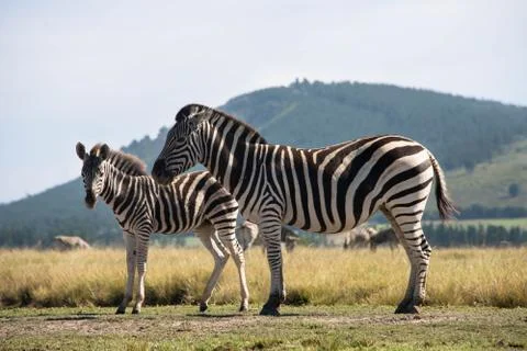 Zebra and foal 스톡 사진
