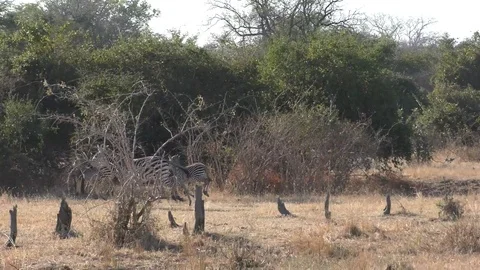Zebra and foals running Stock Footage 82024975