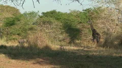Zebra and Giraffe Stock Footage 11681542