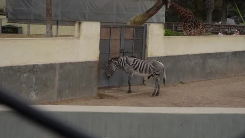 Zebra and Giraffe Stock Footage 341392361