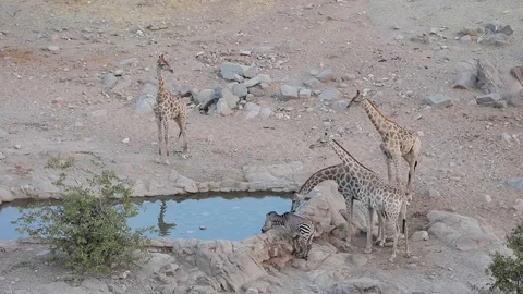 Zebra and Giraffe startled by approaching Elephants, Namibia Stock Footage 106340731