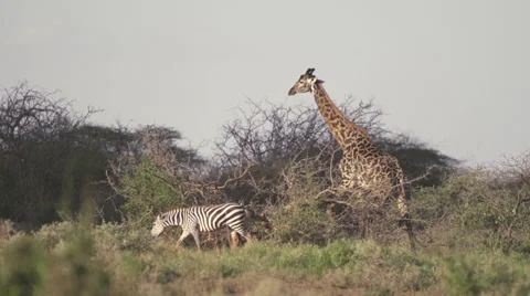 Zebra and giraffe walking together Stock Footage 33544553