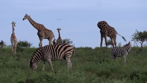 Zebra and giraffes peacefully co-exist as a community in the wild of Africa. Stock Footage 303339868