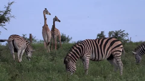 Zebra and giraffes peacefully co-exist in the wild of Africa. Stock Footage 303339904