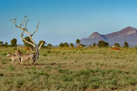 Zebra and her cub Stock Photos