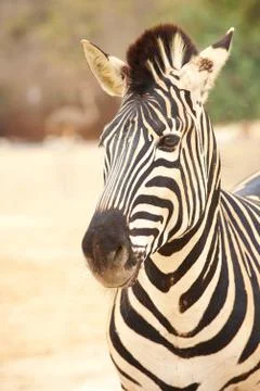 Zebra and herd Stock Photos