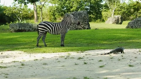 Zebra and an Iguana on a beautiful scenery Stock Footage 56222796