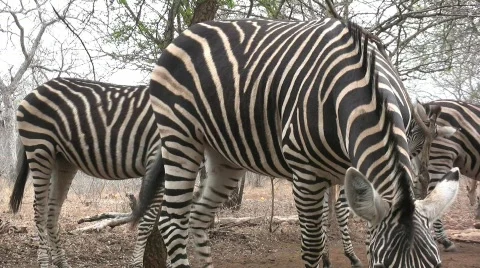 Zebra and impala 库存影片 301912