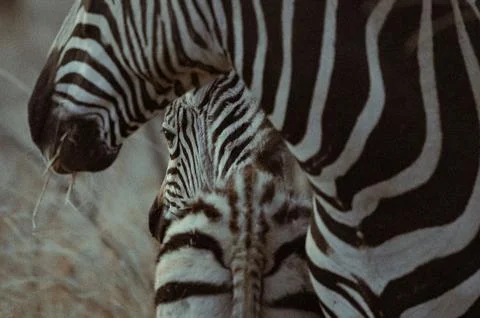 Zebra and its young stand together eating grass at dusk Foto stock
