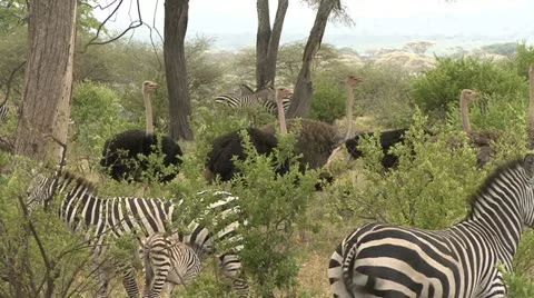 ZEBRA AND OSTRICH Video stock 20469812