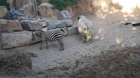Zebra and Rhinoceros chilling together Stock Footage