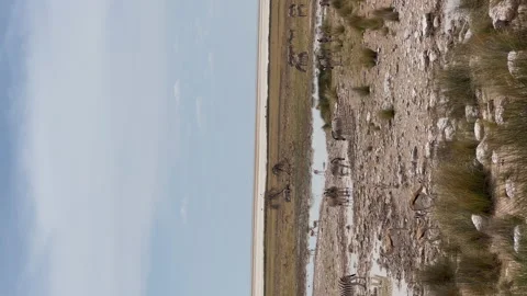 Zebra and springbok antelope in the wild. Safari in Africa, savannah wildlife. 動画素材 168911282