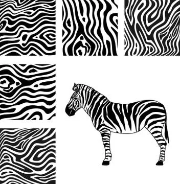Zebra and texture of zebra Stock Illustration
