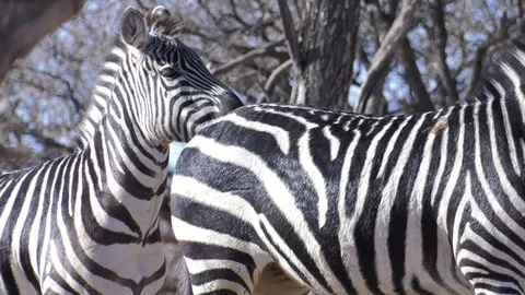 Zebra and their patterns close up Stock Footage 85720974