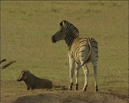 Zebra and warthog Stock Footage 11629265