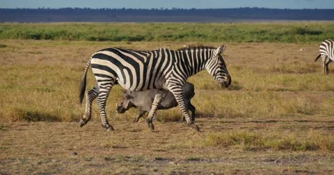 Zebra and Warthog Stock Footage 60612956
