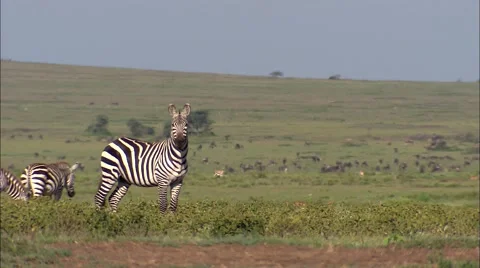Zebra and Wildebeest grazing Video stock 55024649