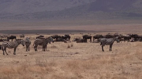 Zebra and Wildebeest, large herd Zebras and Wildebeest. Tanzania, Africa Video stock 83679415