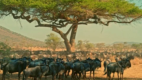 Zebra and wildebeest migration in Serengeti Stock Footage