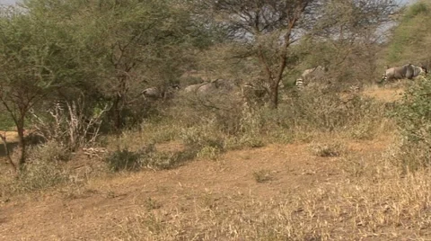 ZEBRA AND WILDEBEEST MOVE THRU BRUSH 動画素材 18114844