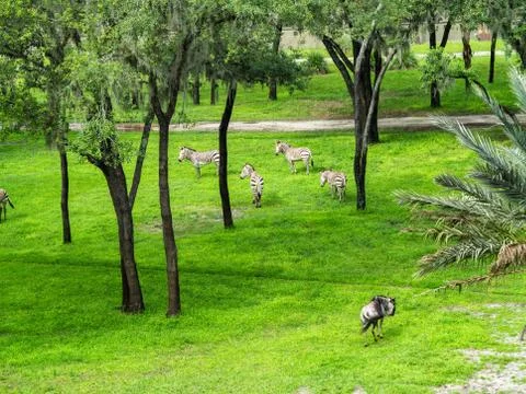 Zebra and Wildebeest Stock Photos