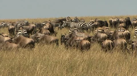 ZEBRA AND WILDEBEEST IN SUN Video stock 21661315