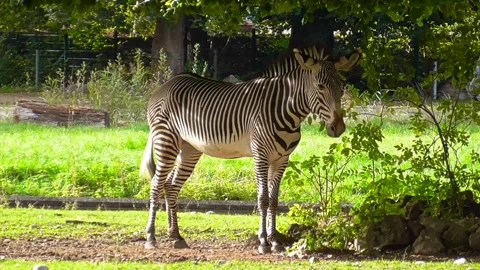 Zebra animal Stock-Footage 271347242
