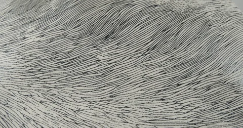 Zebra animal pattern texture on a turntable Stock Footage 101145303