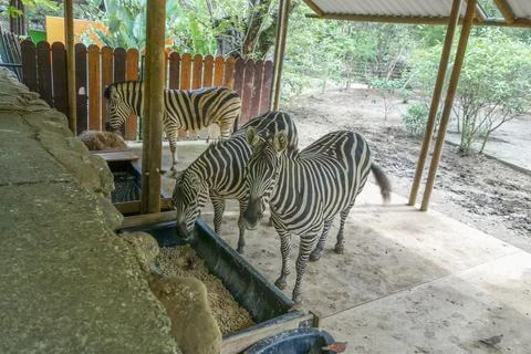 Zebra animal Stock Photos