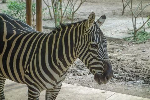 Zebra animal Stock Photos