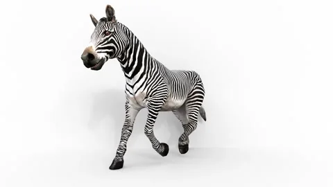 Zebra Animal on white background Stock Footage 310011394