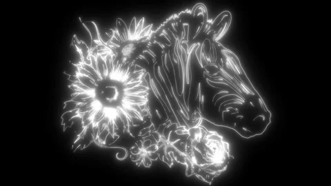 Zebra animal in white line on black background Stock Footage 276274971