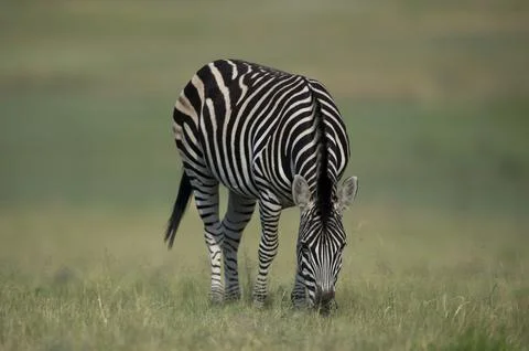 Zebra animals In The Wild Foto stock
