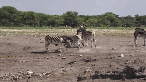 Zebra ,Anklebite defence: each lifts a hoof to guard — Part 39 Stock Footage 320845925