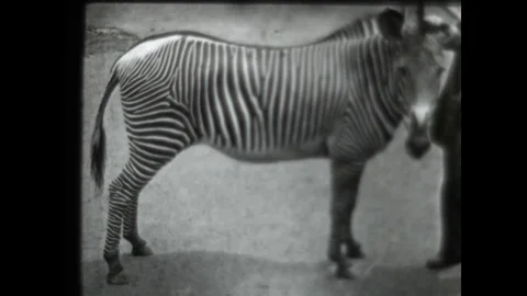 Zebra Attack Stock Footage 83630795