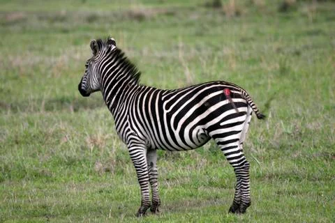 Zebra attacked by a lion Stock Photos