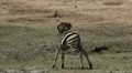 Zebra Baby 8683N HD Footage