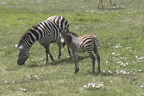 Zebra baby Stock Footage 125127