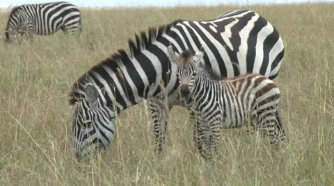 Zebra with a baby Stock Footage 12346212