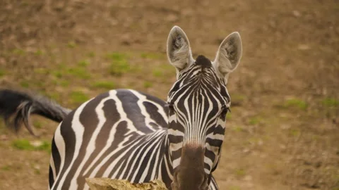  Zebra with baby Stock Footage 238888021